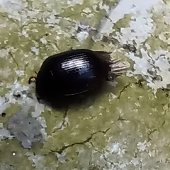 Coleoptera