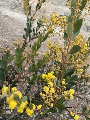 Acacia buxifolia