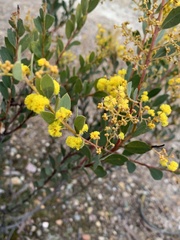 Acacia buxifolia