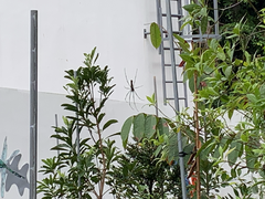 Nephila pilipes