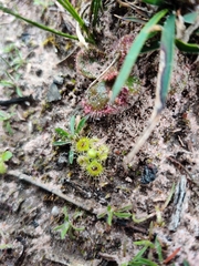Drosera glanduligera
