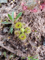 Drosera glanduligera