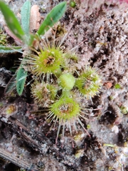 Drosera glanduligera