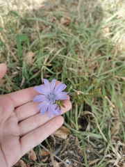 Cichorium intybus