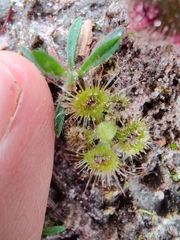 Drosera glanduligera
