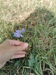 Cichorium intybus