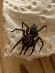 Scotophaeus blackwalli