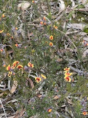 Dillwynia sericea