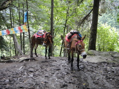 Equus asinus × caballus