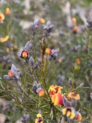 Dillwynia sericea