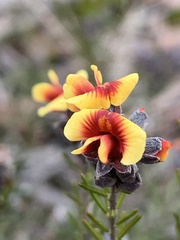 Dillwynia sericea