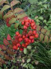 Sorbus sibirica