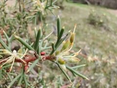 Hakea
