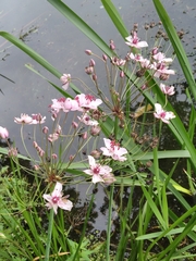 Butomus umbellatus
