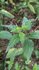 Urtica dioica