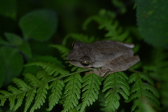 Polypedates megacephalus