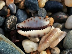 Purpuradusta gracilis