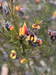 Dillwynia sericea