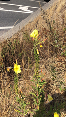 Oenothera glazioviana