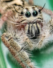 Hyllus diardi