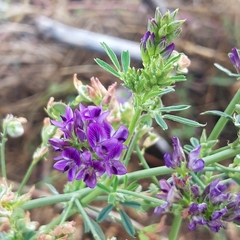 Medicago sativa