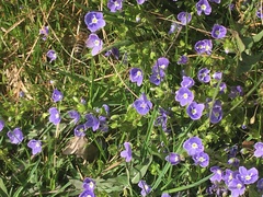 Veronica filiformis
