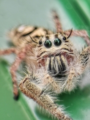 Hyllus diardi