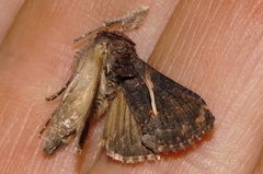 Vittaplusia vittata