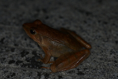 Rana