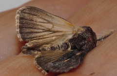 Vittaplusia vittata