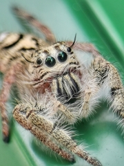 Hyllus diardi