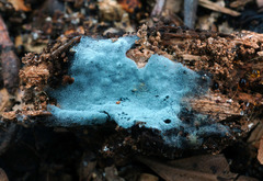 Byssocorticium atrovirens