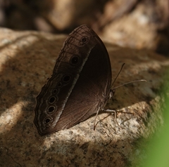 Mycalesis mineus
