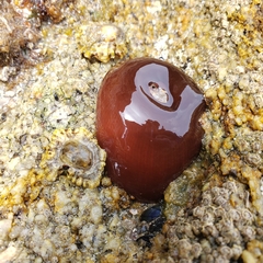 Actinia equina