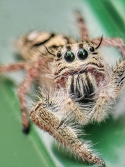 Hyllus diardi