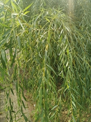 Salix