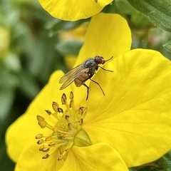 Thricops semicinereus