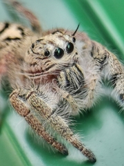 Hyllus diardi