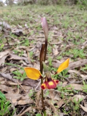 Diuris