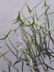 Sagittaria sagittifolia