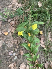 Oenothera biennis