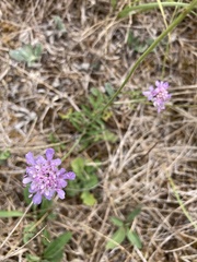 Scabiosa columbaria