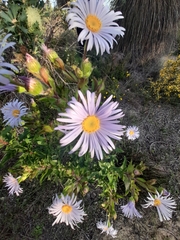 Asteraceae