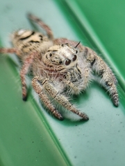 Hyllus diardi