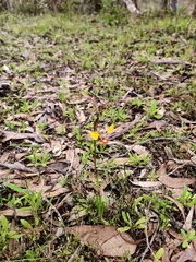 Diuris