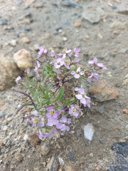 Dontostemon integrifolius