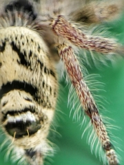 Hyllus diardi