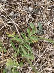 Scabiosa columbaria