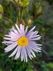 Asteraceae