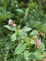 Impatiens glandulifera